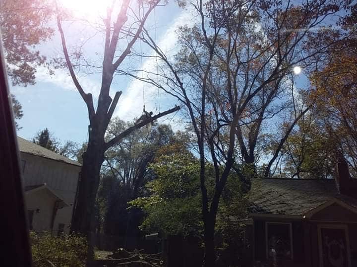 Tree service project gallery