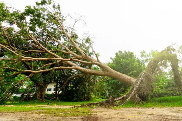 Deep root fertilization service
