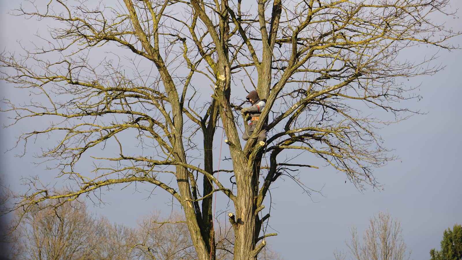 Quality pruning service