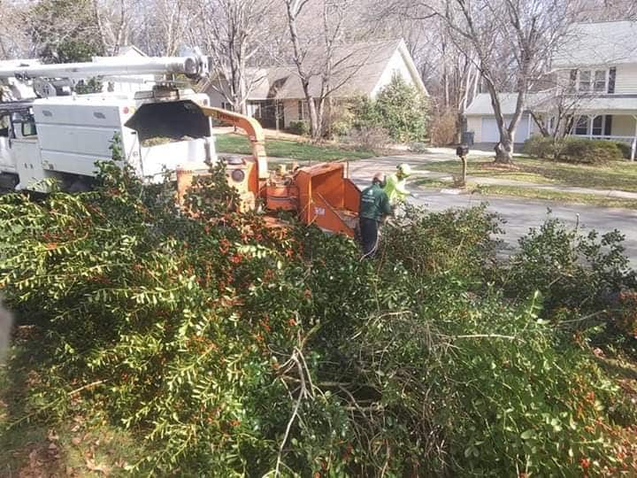 Professional tree services Charlotte NC